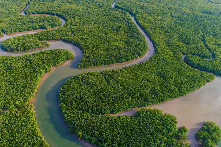 Visuel Forêt Heiwa